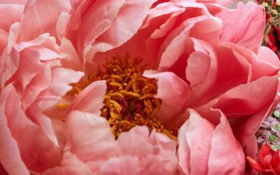 pfingstrosen-fruehlingsblumen-pink