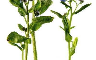 pflanze-myosotis cultivar-vergissmeinnicht