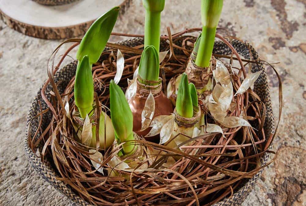 Zeit Amaryllis einzutopfen!