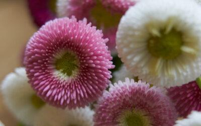 detail-pflanze-bellis-perennis-gaensebluemchen