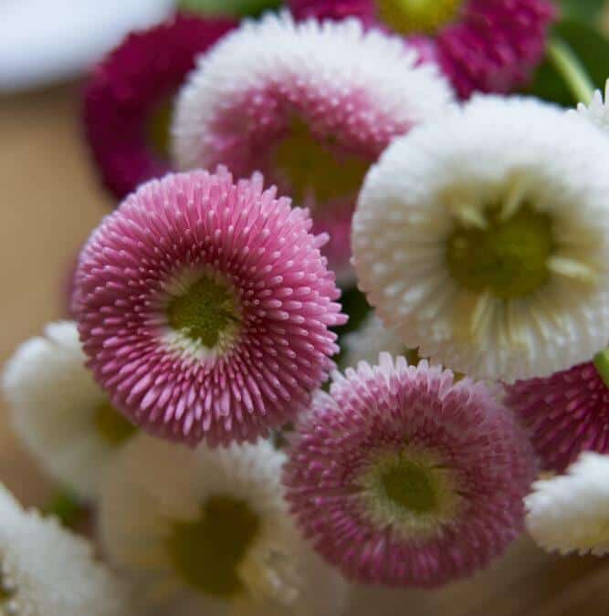 Bellis perennis