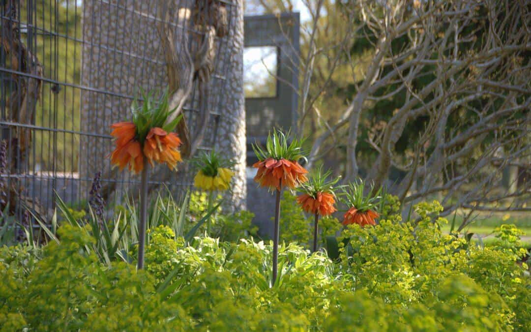 Frühlingsstar Fritillaria