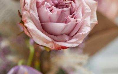 detail-pflanze-rose