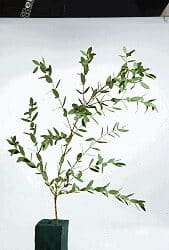 bloom’s-pflanzen-lernen-eucalyptus-parvifolia