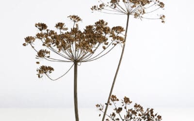 bloom’s-pflanzen-lernen-heracleum-sphondylium