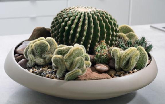 Kaktus und Co.: moderne Dekorationen mit Sukkulenten 