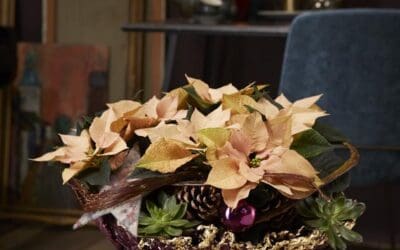 bloom’s-pflanzengestaltung-weihnachtsstern-in-halbrunder-wachsschale