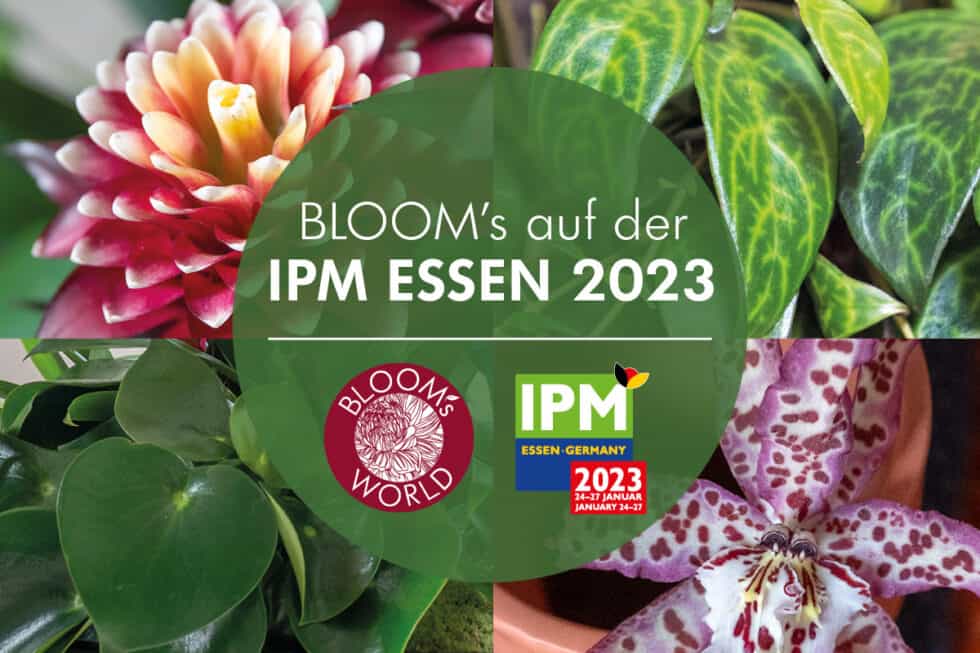 BLOOM S Auf Der IPM 2023 Blooms De   Ipm2023 Blooms Sonderschau 980x653 