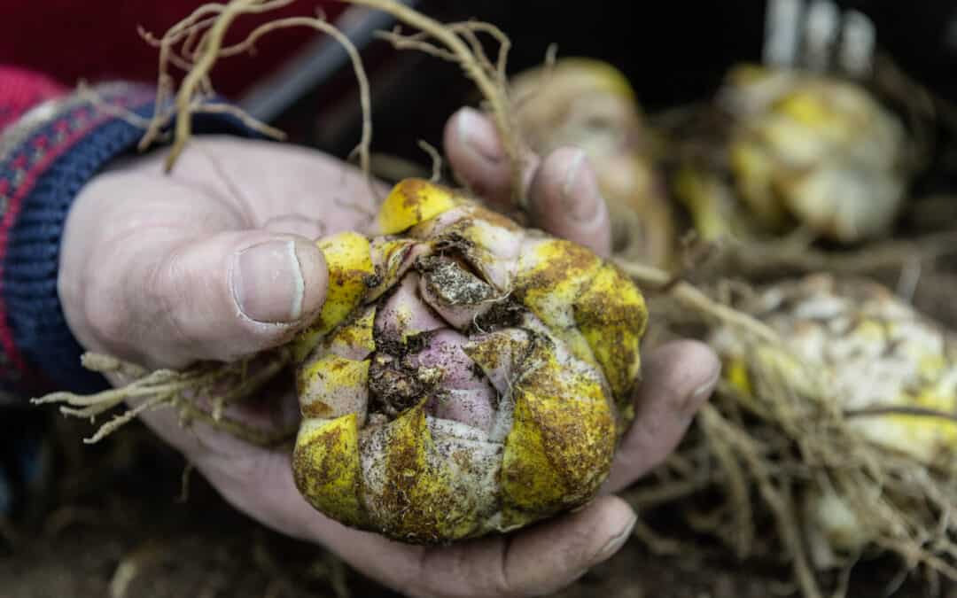 Pflanzzeit: Schon ab Februar! Lilienzwiebeln wollen früh in die Erde