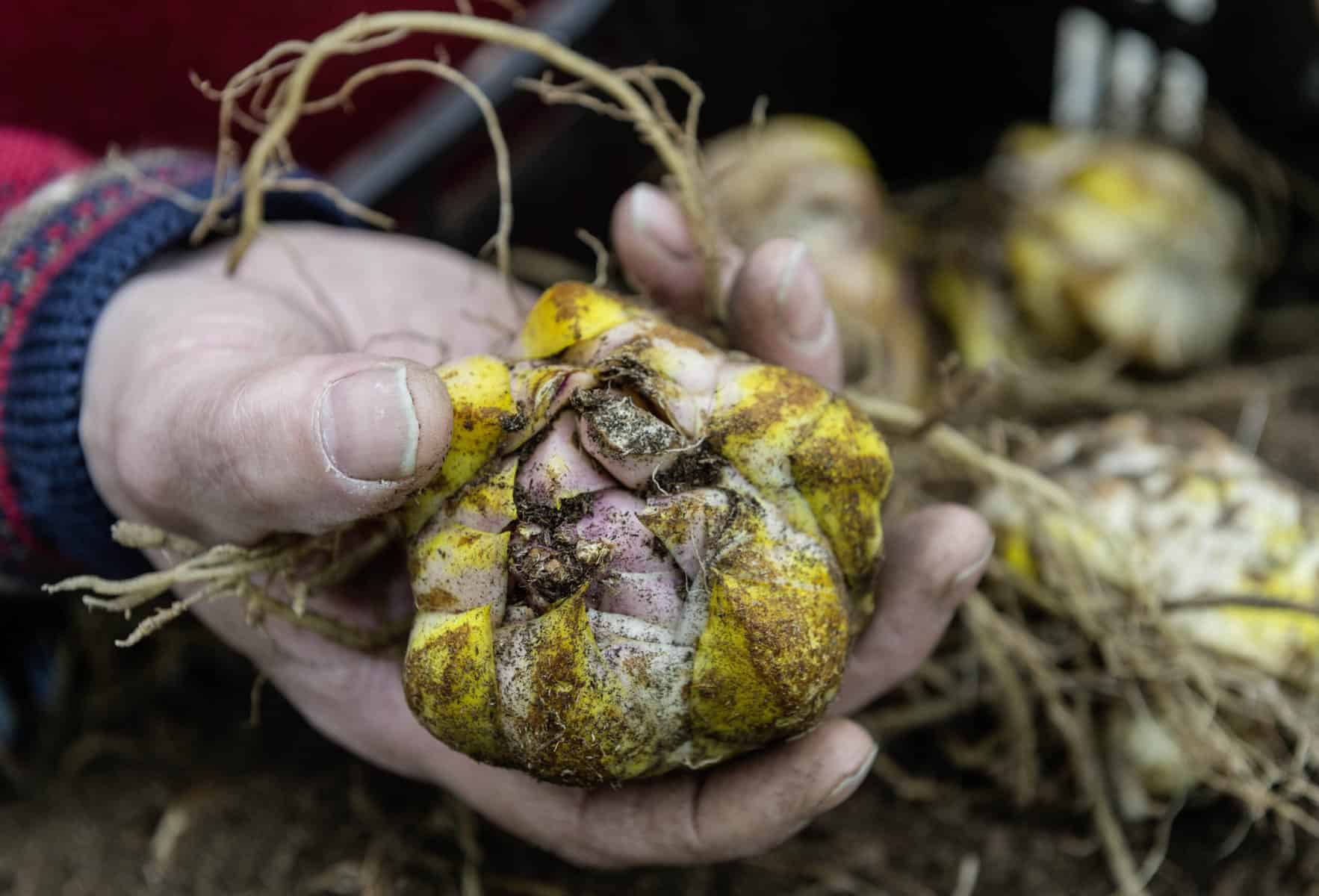 Pflanzzeit: Schon ab Februar! Lilienzwiebeln wollen früh in die Erde