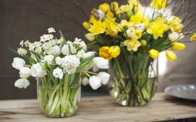 Tulpen, Tipps und Tricks – So habt ihr lange Freude am Frühlingsstrauß