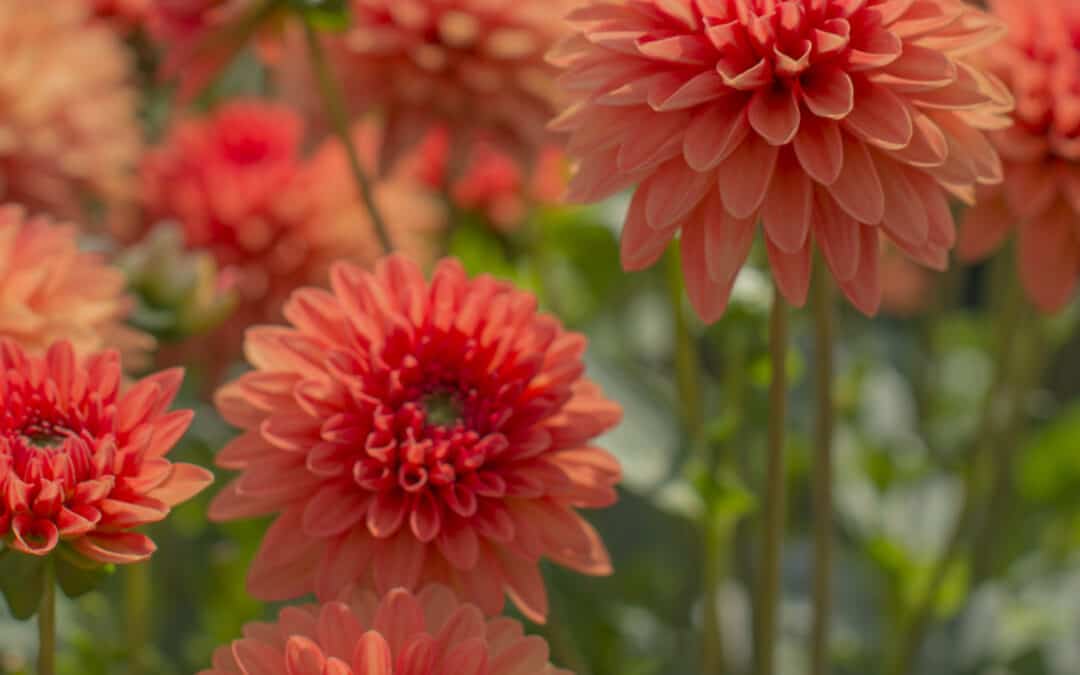 Oh du wunderbare Dahlie! Drei Pflegetipps für eine prächtige Blüte