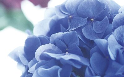 hydrangea-floristik-lernen-bloom’s-lernkarten