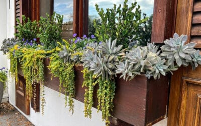 Stylishe und hitzetolerante Balkonkastenbepflanzung