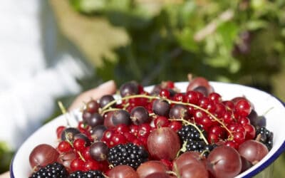 beerenkunde-sommer-fruechte