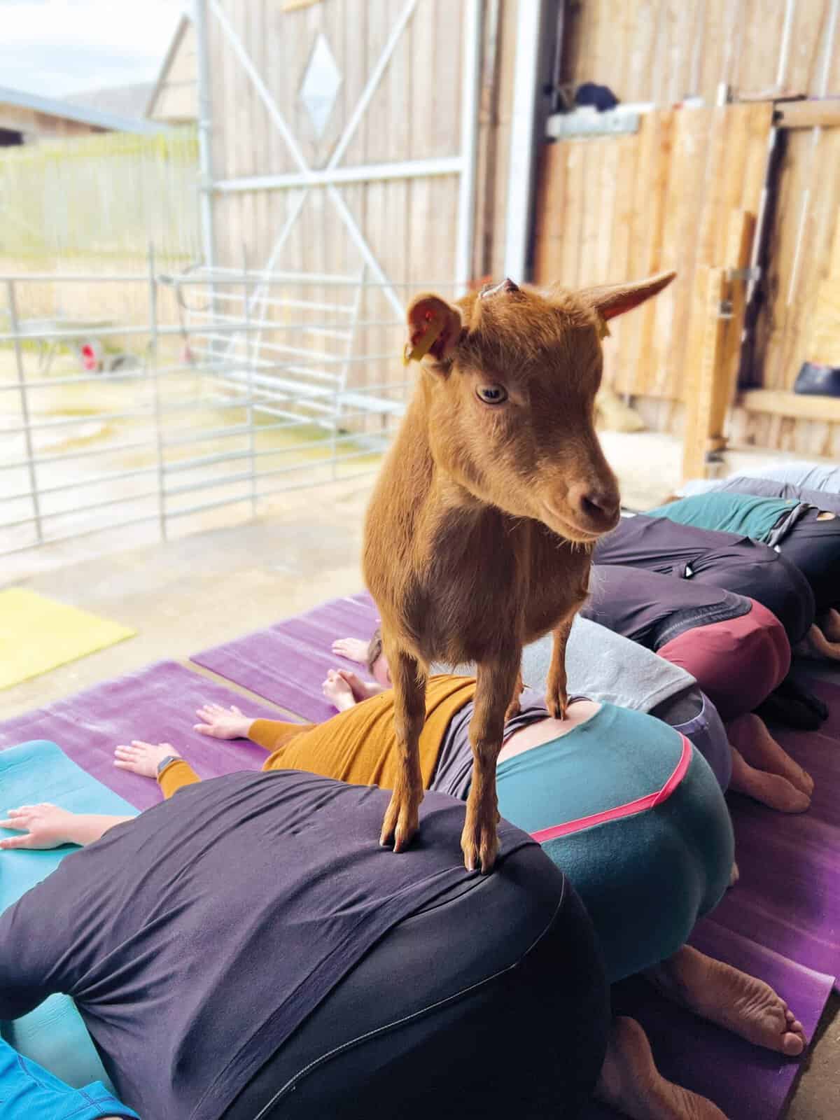 Ausflugstipp: Großer Spaß beim Ziegen-Yoga