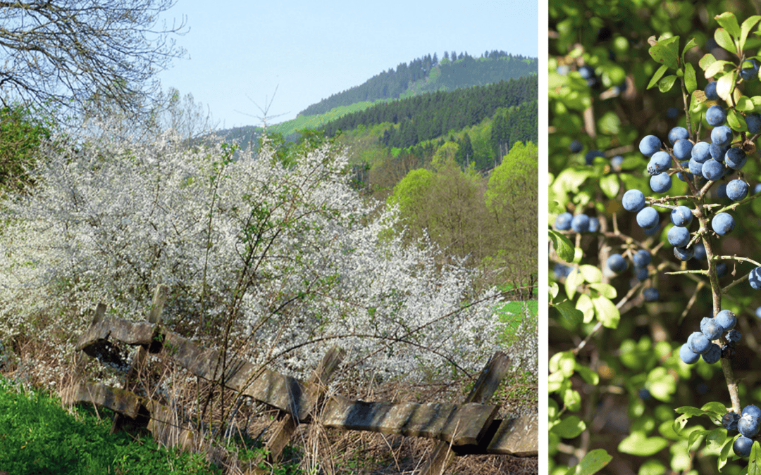 Die Schlehe – Wissenswertes über das Rosengewächs