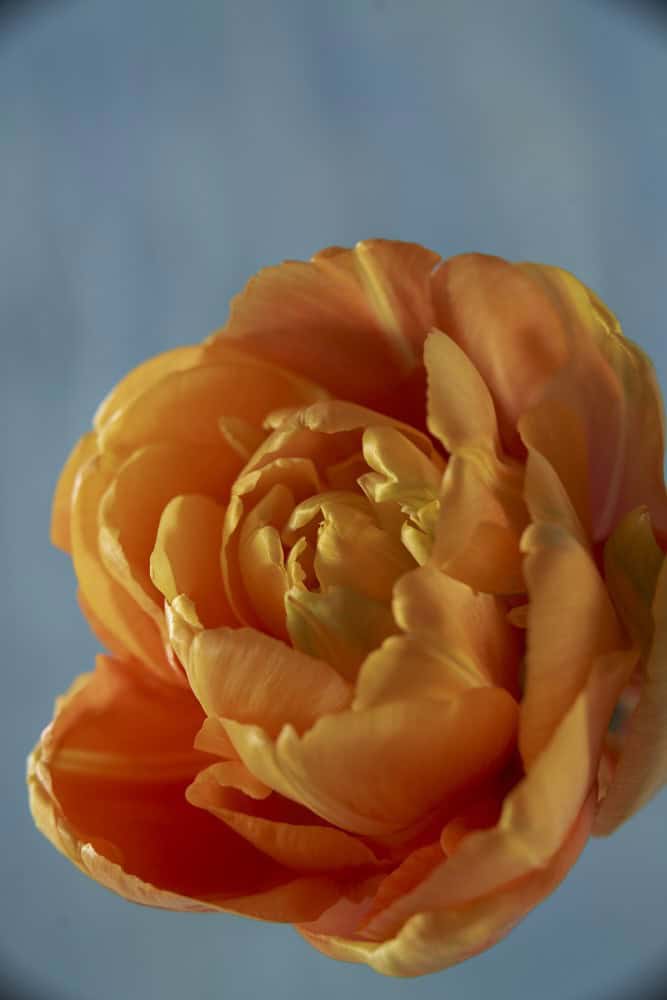 Zart orangener Tulpenkopf, geöffnet