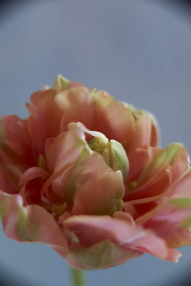 Zart rot-grünlicher Tulpenkopf, geöffnet