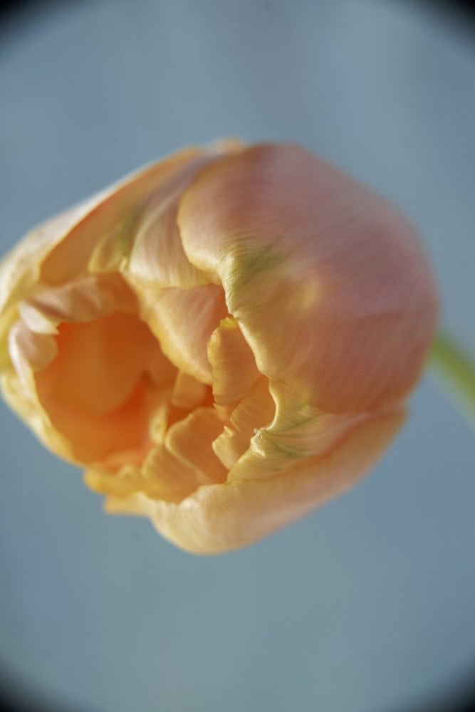 Pfirsichfarbener Tulpenkopf, leicht geöffnet