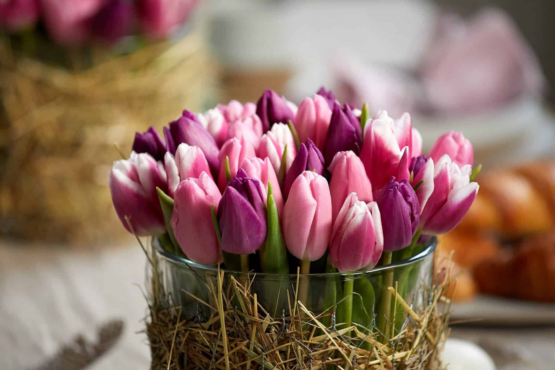 Close up: pinke Tulpenköpfe in Glasvase mit Heu