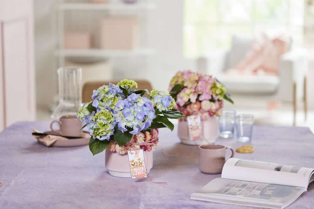 Hortensienpflanzen (blau und rosa) in Töpfen auf Esstisch 