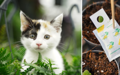 Collage: Katze im Gewächshaus und biologische Bekämpfung