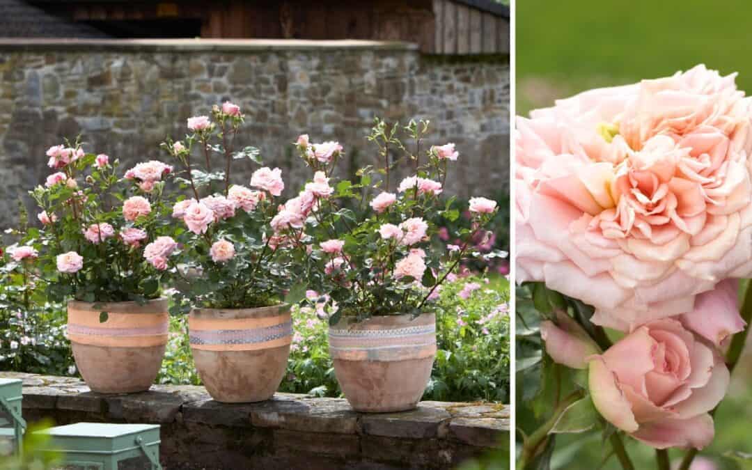 So pflegt Ihr eure Rosen richtig