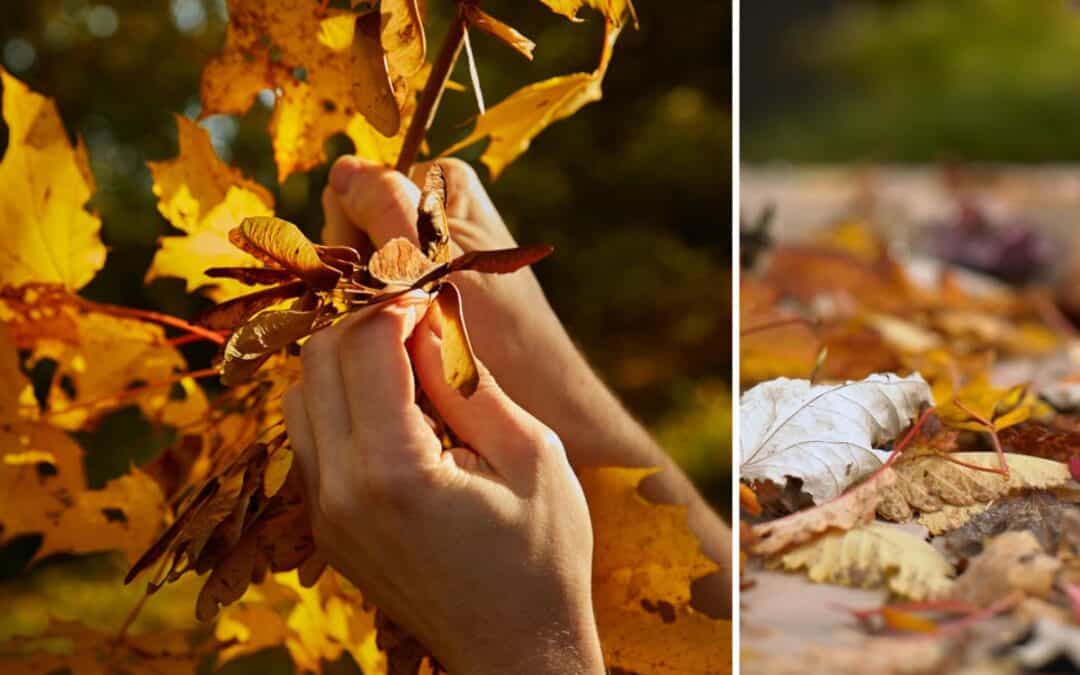 Goldener Oktober – Das Naturphänomen erklärt