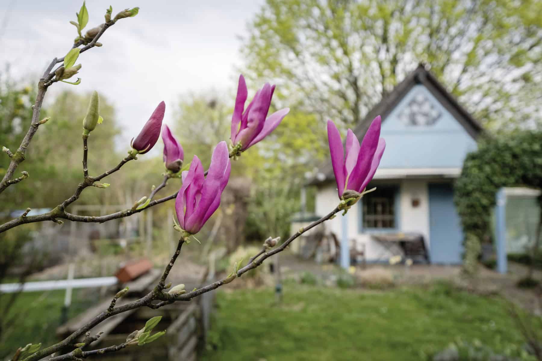 Die Magnolie – Ein Symbol für Schönheit und Anmut