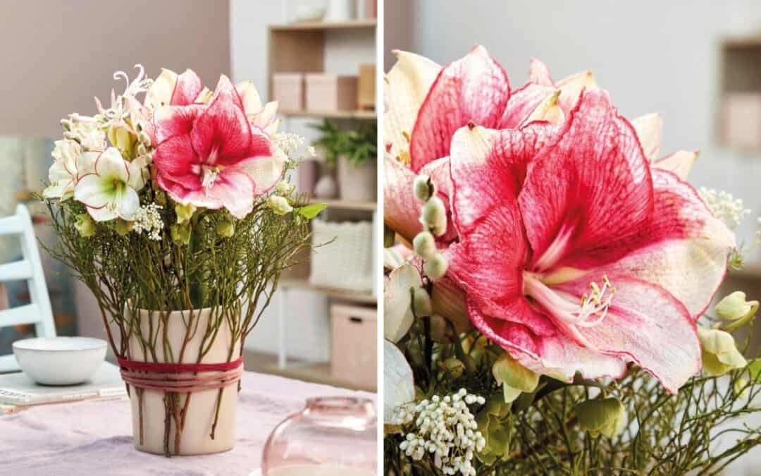 Amaryllis – Die zarte Frühlingsbotin