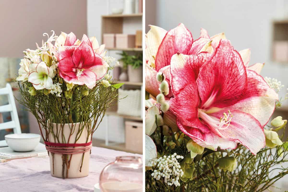 Amaryllis – Die zarte Frühlingsbotin