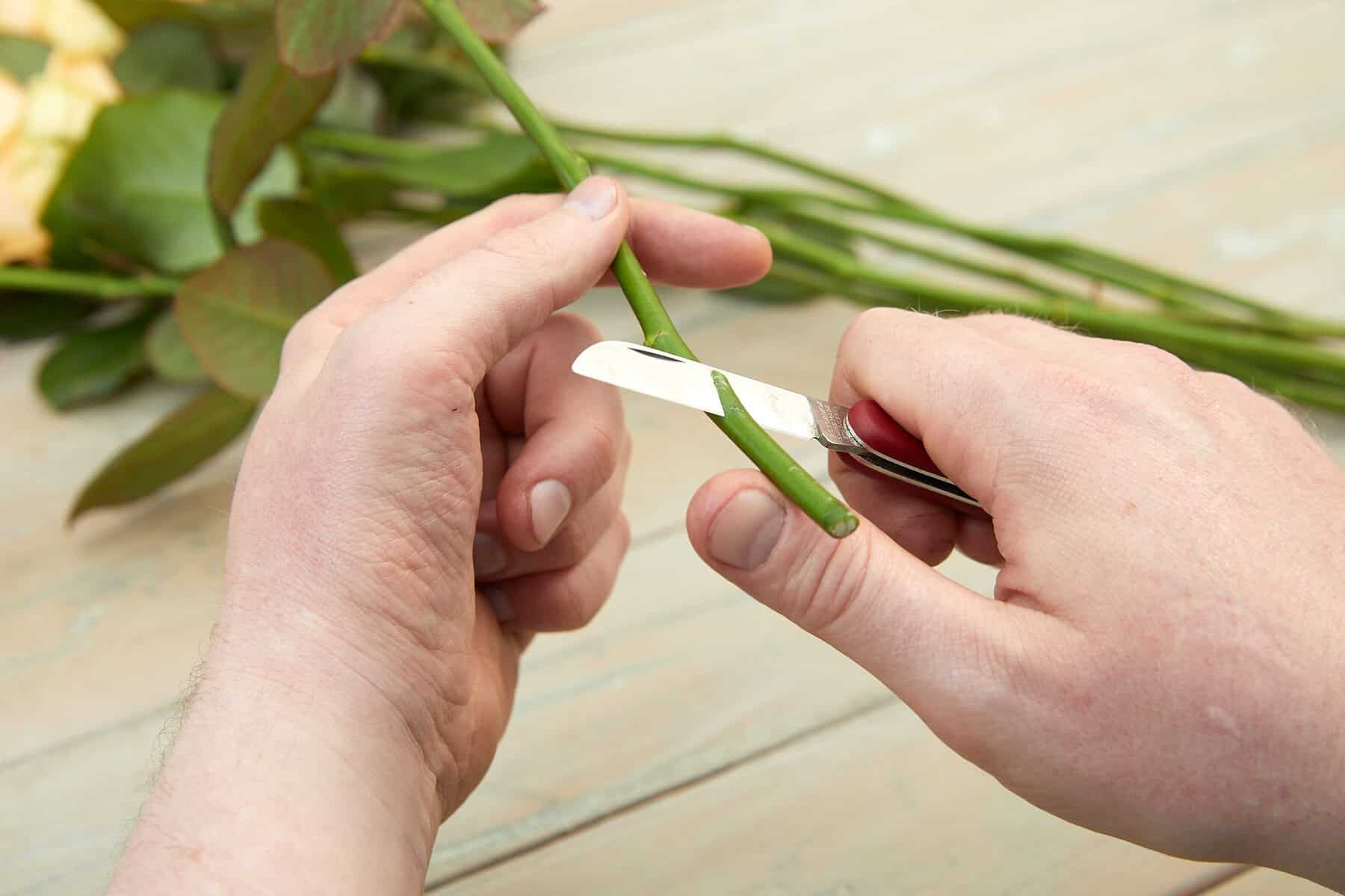 Blumenstiel mit Messer schräg anschneiden