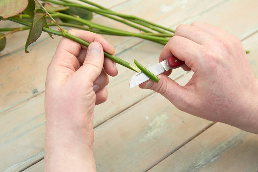 Blumenstiel mit Messer schräg anschneiden