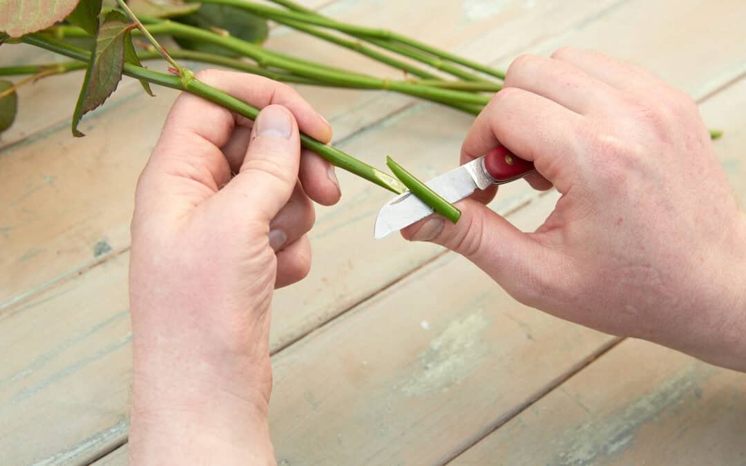 Warum werden Blumen schräg angeschnitten?