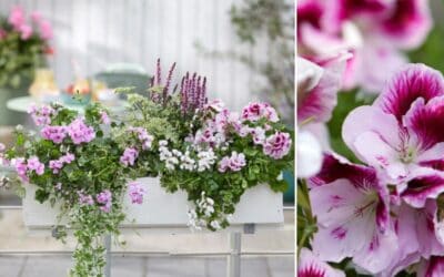 So macht ihr euren Balkon fit für den Frühling! Beitragsbild