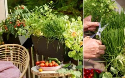 Kräuter auf dem Balkon: Frische Aromen auf kleinstem Raum Beitragsbild2