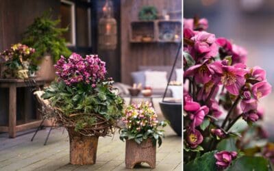 Winterliche Terrassengestaltung mit Schneerosen Beitragsbild (1)