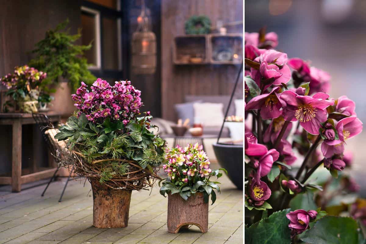 Winterliche Terrassengestaltung mit Schneerosen