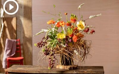 Beitragsbild_Website und NL