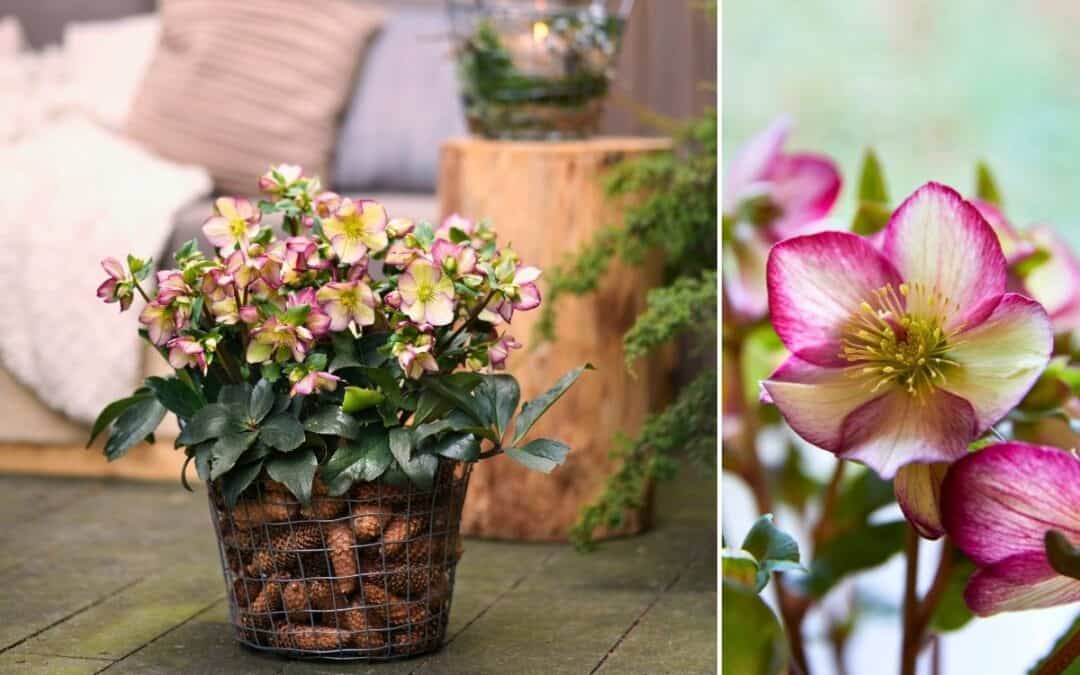 Pflanze der Saison – Die Christrose