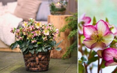 Pflanze der Saison – Die Christrose Beitragsbild