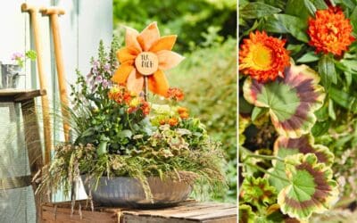 Blühende Sommergrüße - Bepflanzungen zum Verschenken Beitragsbild