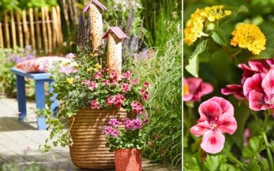 Bee Happy – Bienenfreundliche Pflanzungen TEIL 1 Beitragsbild
