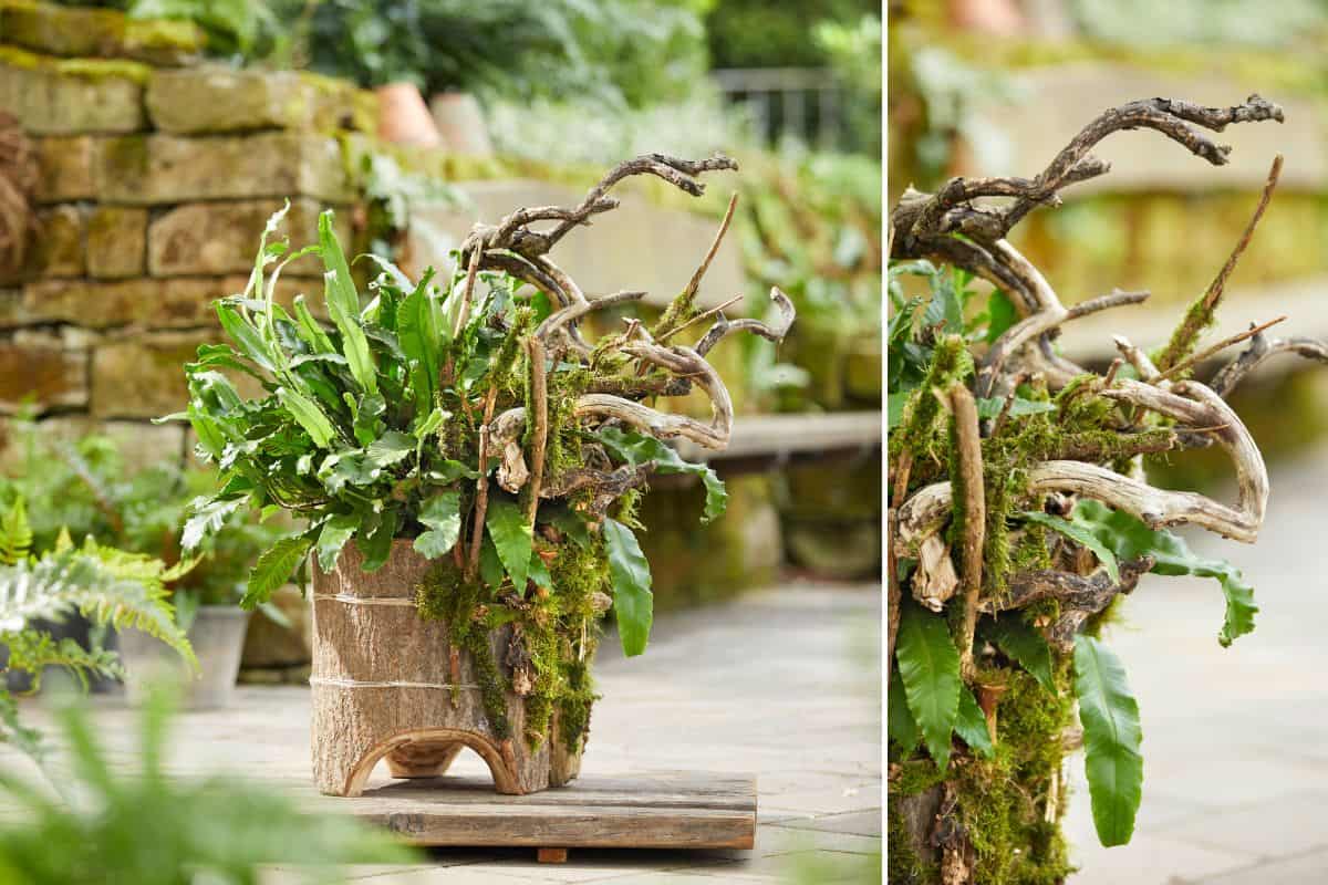 Kreative Farnwelt – Waldflair für zuhause Kreative Farnwelt – Waldflair für zuhause