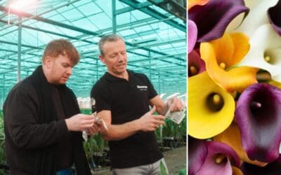 Grower for a Day: Joseph Massie zu Gast bei Decorum Züchtern - Teil 2 Beitragsbild