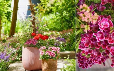 Bee Happy – Bienenfreundliche Pflanzungen TEIL 3 Beitragsbild (2)