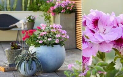 Geranien – Unkomplizierte Sommerstars für stilvolle Outdoor-Oasen Beitragsbild