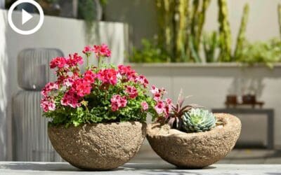 Video: Geranien in Betonschalen Beitragsbild_Video