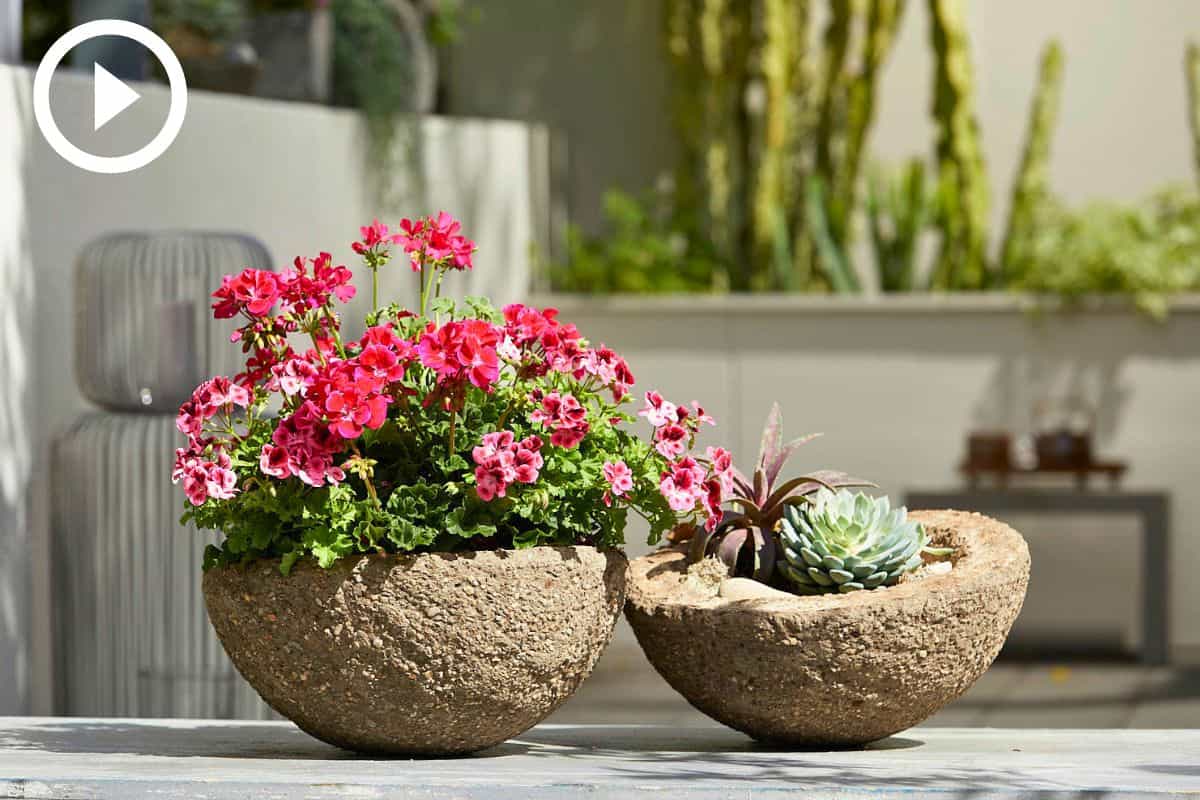 Video: Geranien in Betonschalen Video: Geranien in Betonschalen